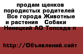 продам щенков породистых родителей - Все города Животные и растения » Собаки   . Ненецкий АО,Топседа п.